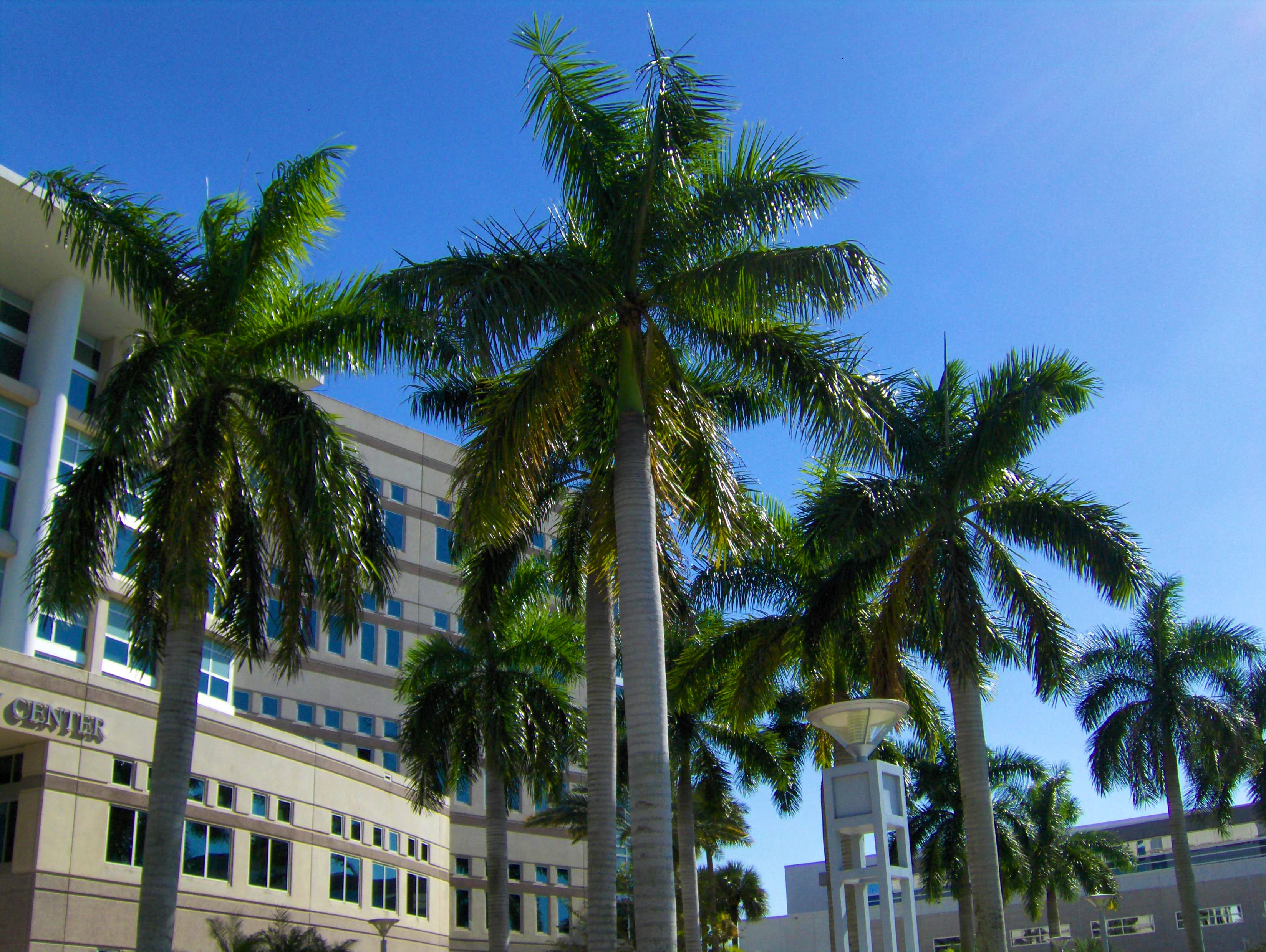 Nova Southeastern University Admission Requirements SAT ACT GPA Nova Southeastern University Admission Requirements SAT ACT GPA